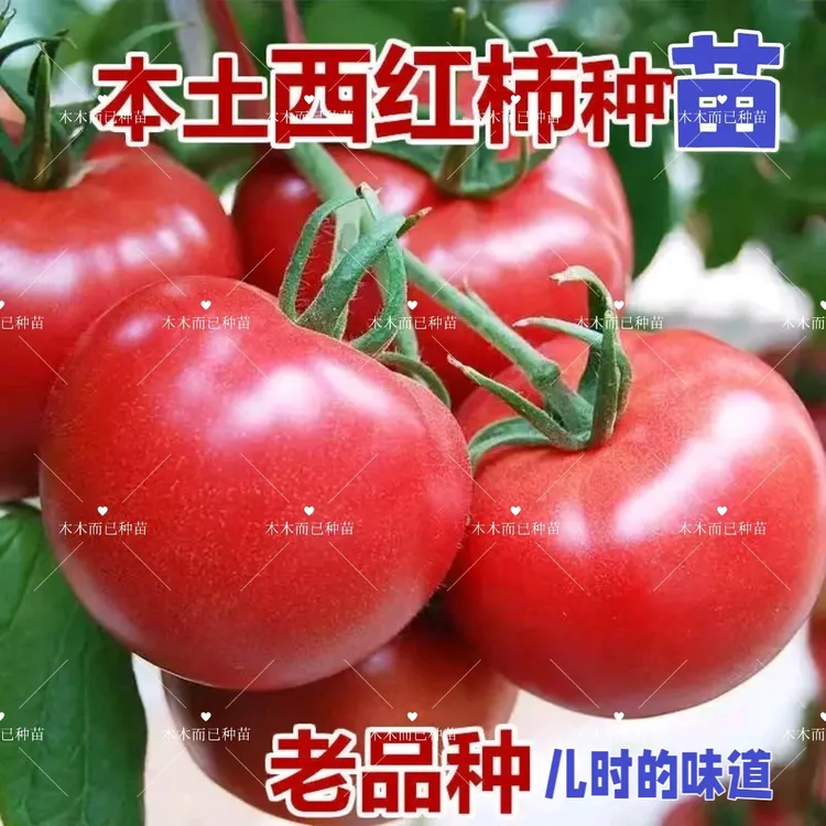 老品种大粉西红柿苗沙瓤番茄大柿子苗菜种苗小番茄圣女果千禧苗