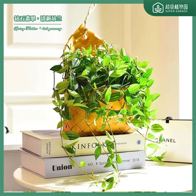 新款钻石翡翠吊兰盆栽室内观叶植物客厅阳台四季常青净化空气绿植