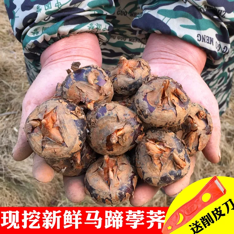湖北现挖马蹄荸荠新鲜蔬菜带泥脆甜当季水果马蹄果特大地梨3/5斤商品图