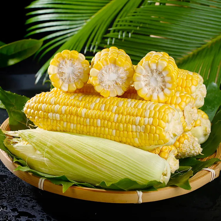 云南现摘金银水果玉米新鲜应季甜饱满玉米甜脆生吃煲汤3/5/9斤