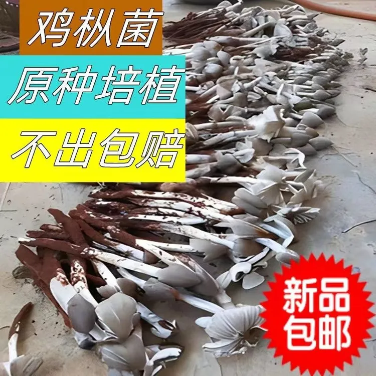 新鲜鸡枞菌种500g鸡枞菌原种鸡枞菌高产种子野生三塔菌荔枝菌花盆
