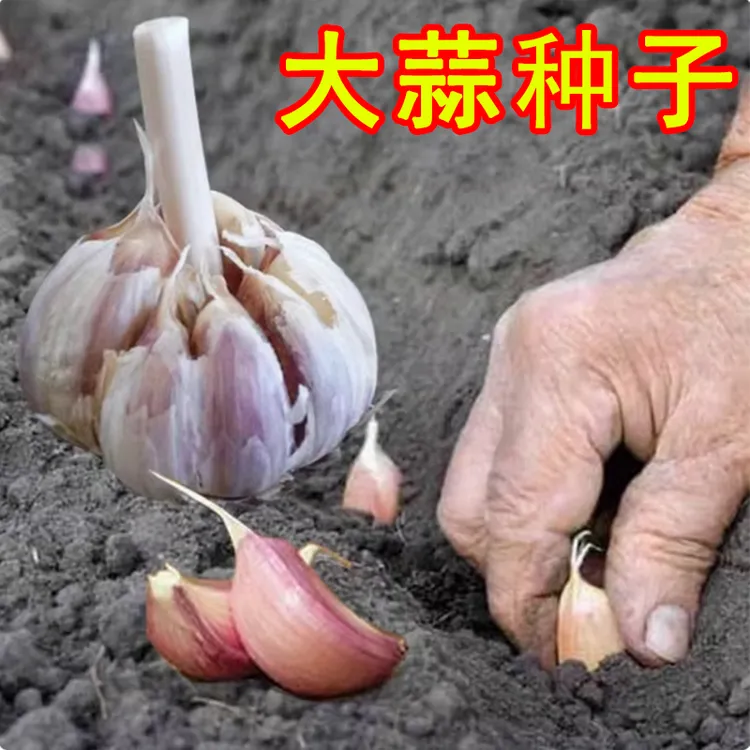 紫皮大蒜种子种籽长蒜苔头蒜种蒜苗紫皮干蒜四季蒜头苗种祘苗种籽