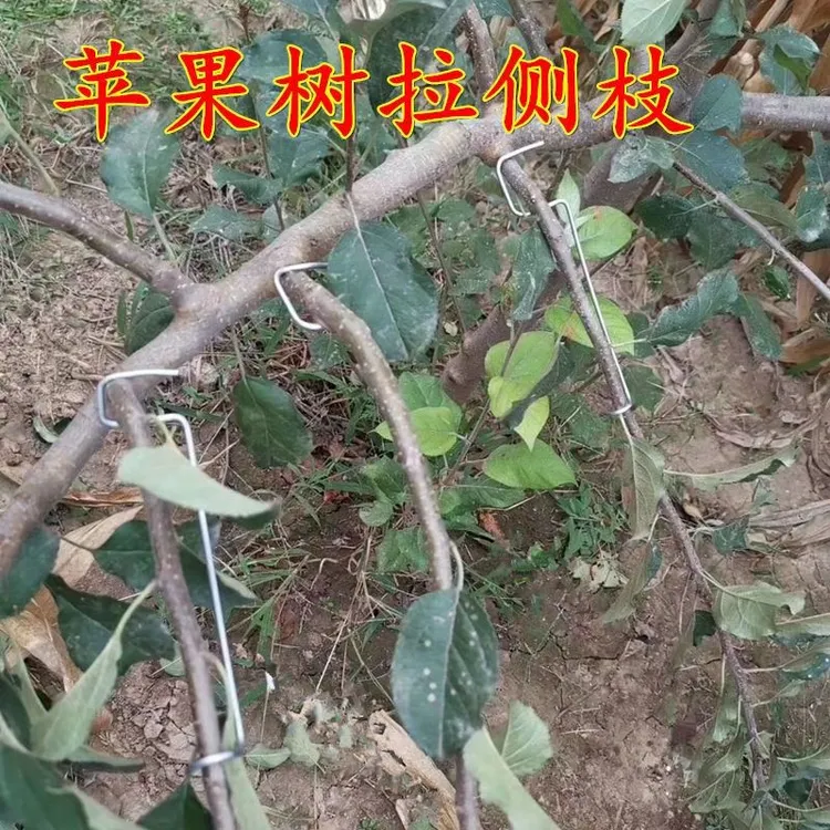 果树开角器拉别枝器苹果梨李子枝侧枝钢丝包邮使用