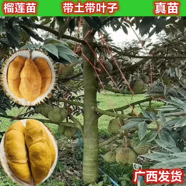 果树苗嫁接苗金枕猫山王黑刺榴莲带土杯带叶子广西直销