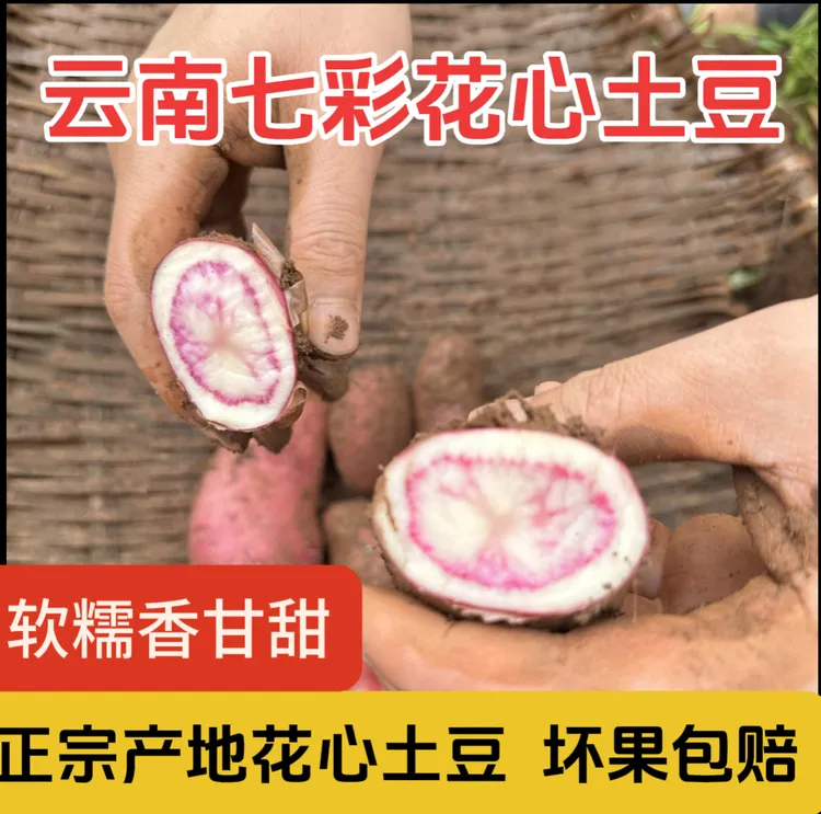 云南紫洋芋云南七彩土豆花心土豆新鲜美味新洋芋现挖应季农家自种