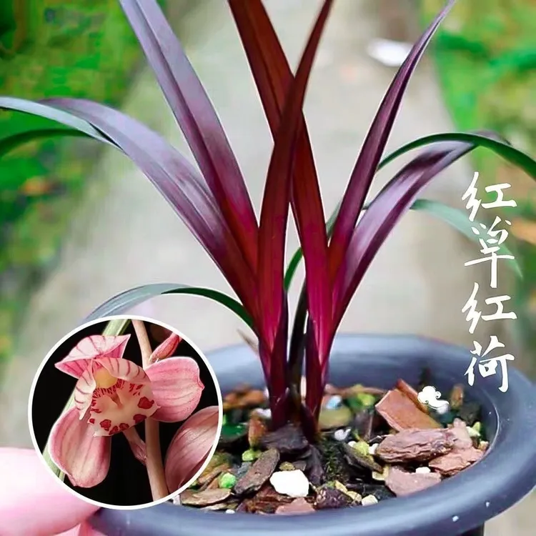 红草红荷室内名贵兰花盆栽浓香建兰精品网红兰花苗阳台花卉绿植