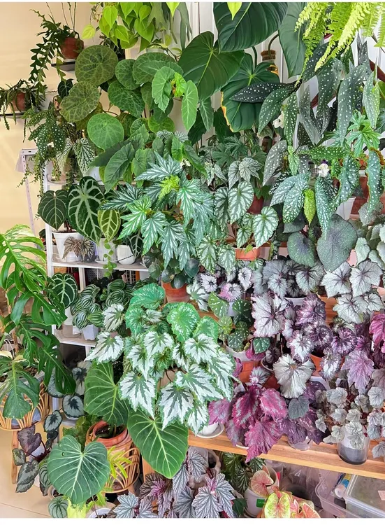 【肆季花园】备注花名一物一拍秋海棠