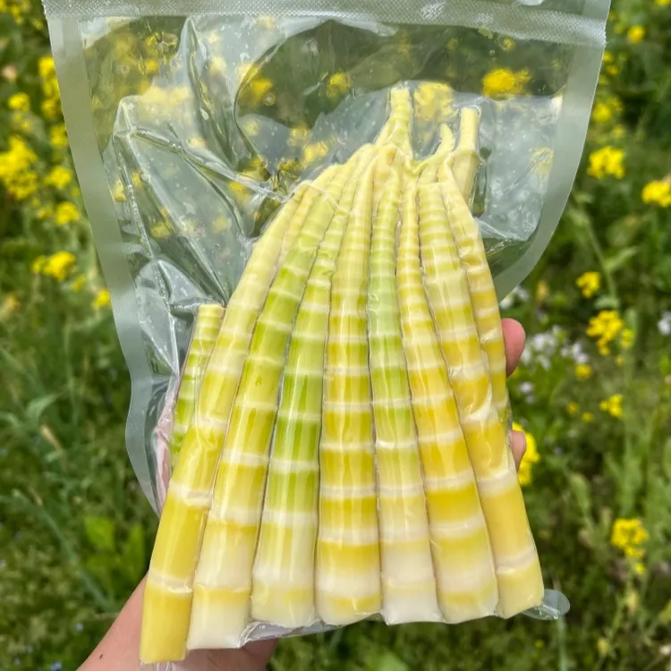 云南大雪山方竹笋鲜笋3斤（剥好壳真空发货泡沫箱加冰袋）