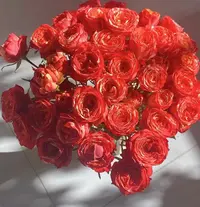 【陌上花开】斑斓-稀有多头玫瑰(注意:冻坏不赔哦~)
