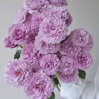 【陌上花开】蜻蜓-多头玫瑰（注意带包装醒花哦~）