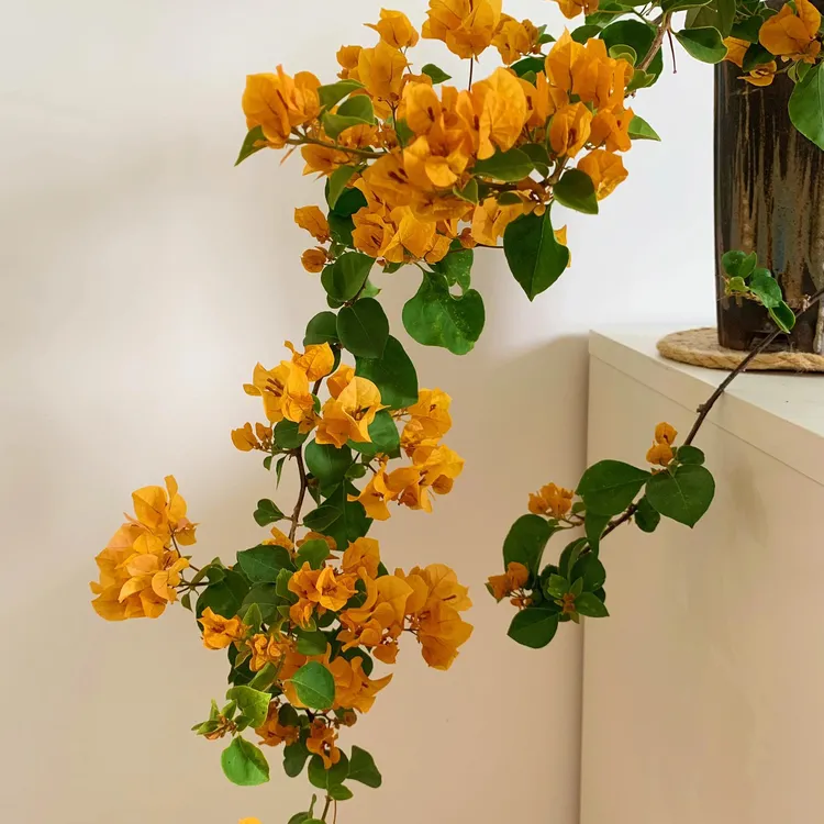 【加州黄金】黄金万事顺心/基地直发爬藤黄金绿植庭院阳台勤花