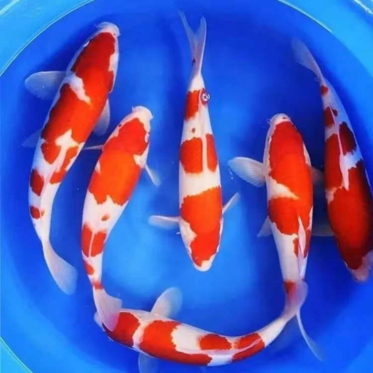 红白锦鲤鱼观赏鱼德系日系锦鲤红白冷水鱼好养耐活招财风水鱼水族