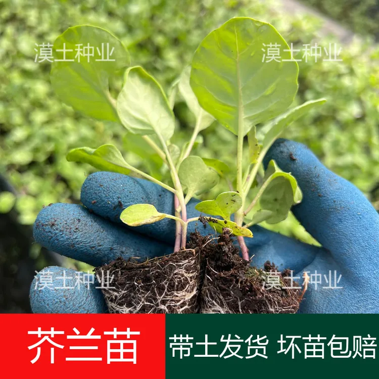 广东农家芥兰秧苗粗条芥蓝甜脆芥兰苗白花芥兰苗甜芯绿芥兰苗
