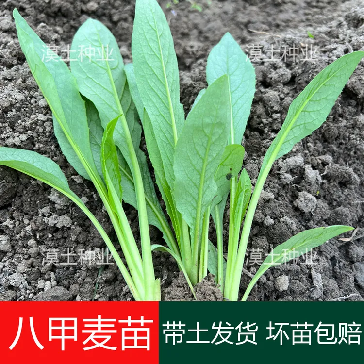 广东秧苗阳春八甲麦菜苗甜脆唛菜秧苗脉菜四季青菜蔬菜苗阳台盆栽