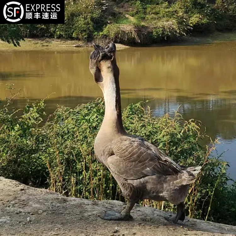 活鹅一整只箱装狮头鹅新鲜活物