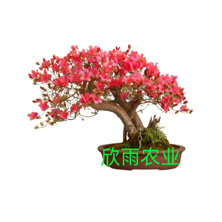 【基地直发】优质映山红一物一拍映山红植物苗现发开花差价天竺葵