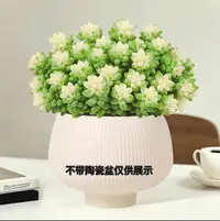 【雪花玉坠】 带盆带土 喜阳少水 云仙人掌盆栽 云南基地