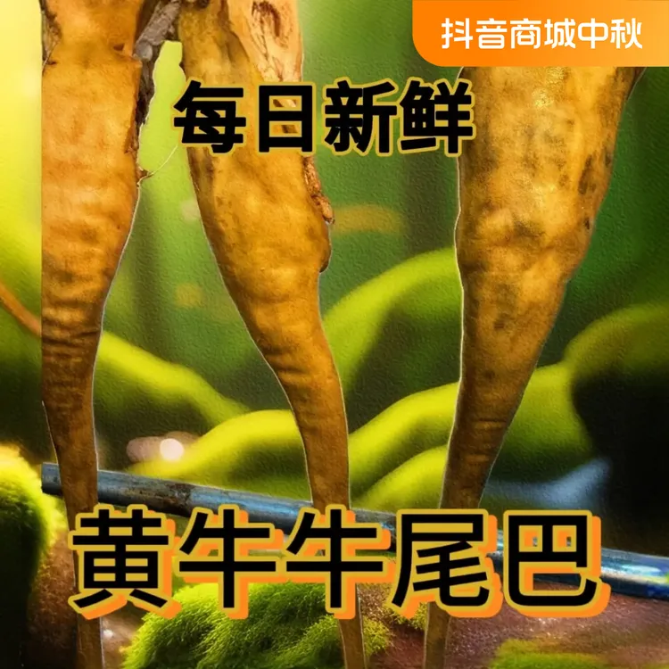 2.5斤-3斤牛尾巴整根切骨连皮发货顺丰冷链每日新鲜美味火烧去毛