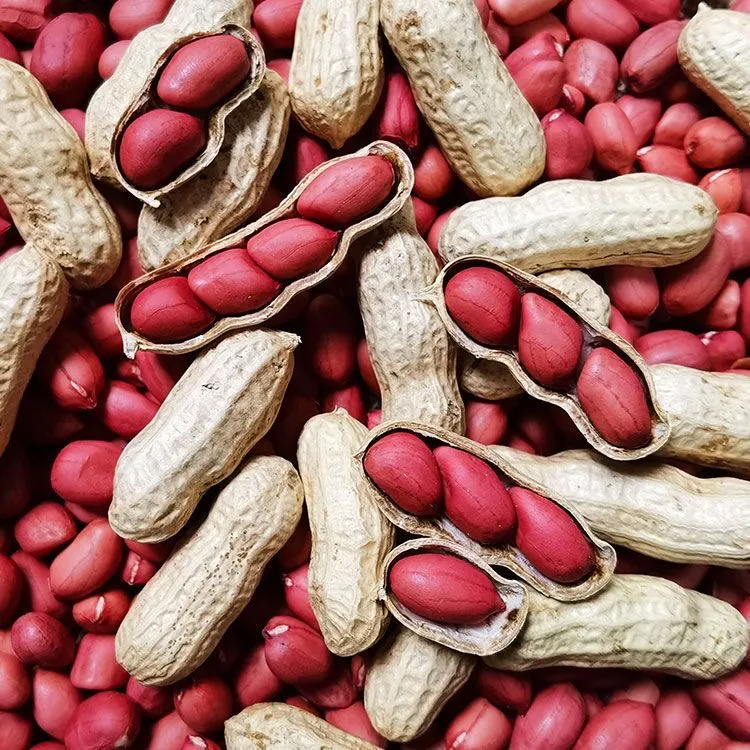 2025年新晒干红米花生带花生种子本地农家自然晒干3斤5斤红皮花生