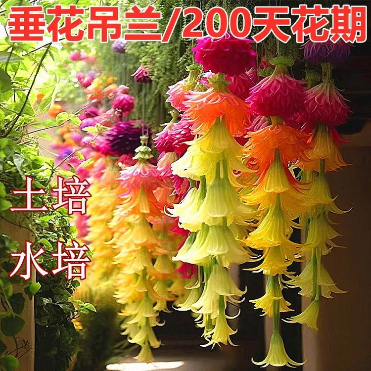 【年年开花】耐寒垂丝吊兰花室内外种植盆栽绿植好养活阳台懒人好养