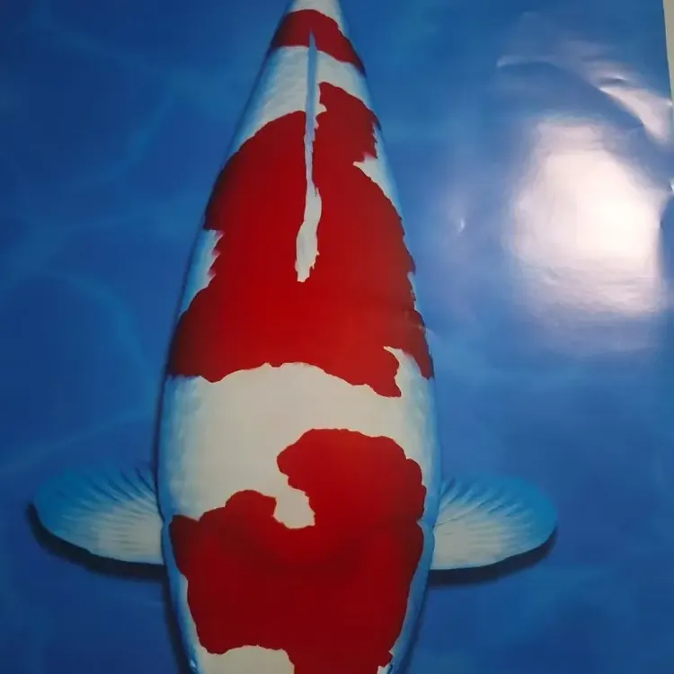 大尺寸精品血统锦鲤冷水鱼观赏鱼好养花色多颜色随机