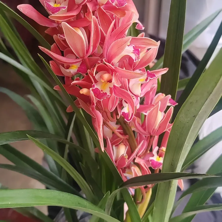 浓香型带花苞多花剑兰花年宵花室内绿植