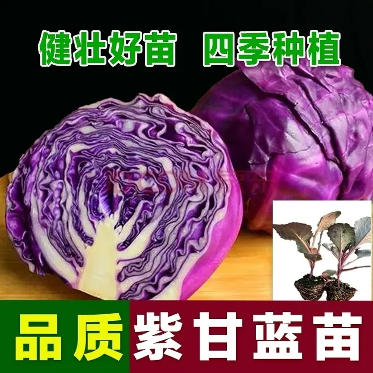 爆款早熟紫甘蓝种苗四季结球包心紫白菜带土球秧苗耐寒耐热蔬菜苗