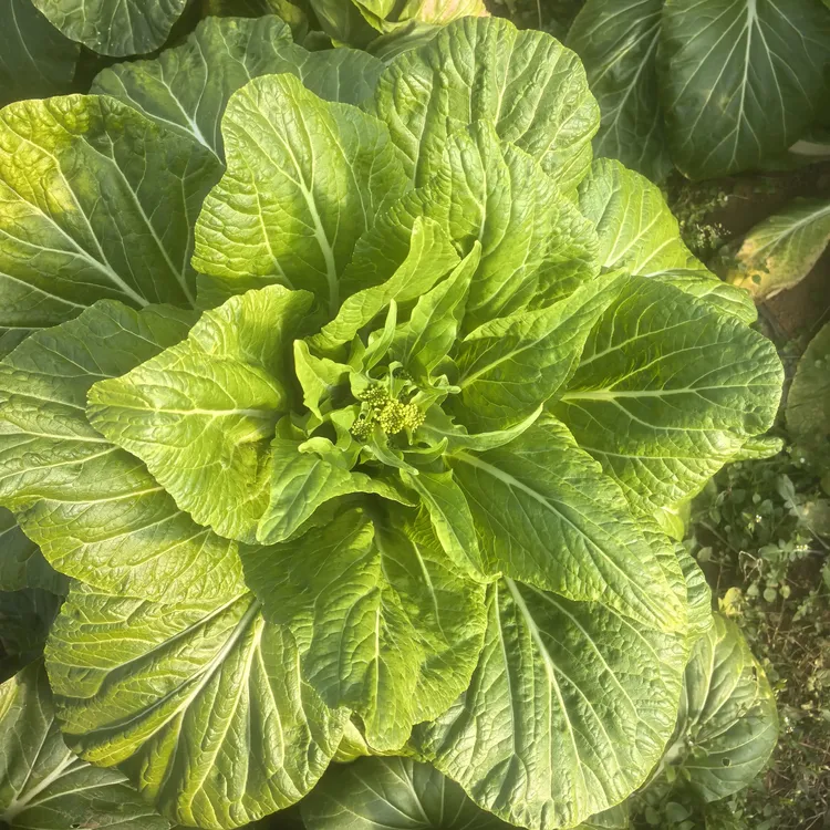 贵州省威宁县新鲜现摘白菜苔农家自种蔬菜打过霜下过雪的非常好吃