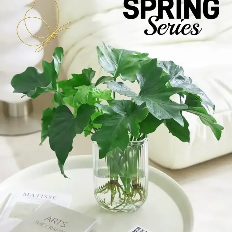 春羽绿植水培植物天堂鸟富贵竹龟背竹绿萝花卉室内水培植物