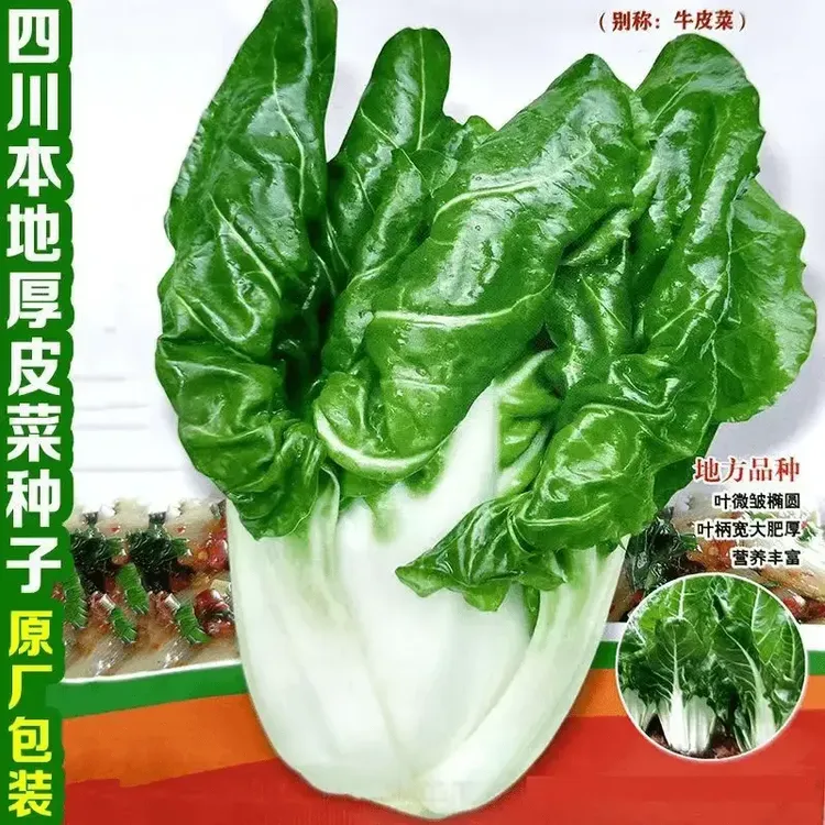 春不老牛皮菜四季厚皮菜种子根达菜子 四川白梗牛皮菜种籽大宽叶