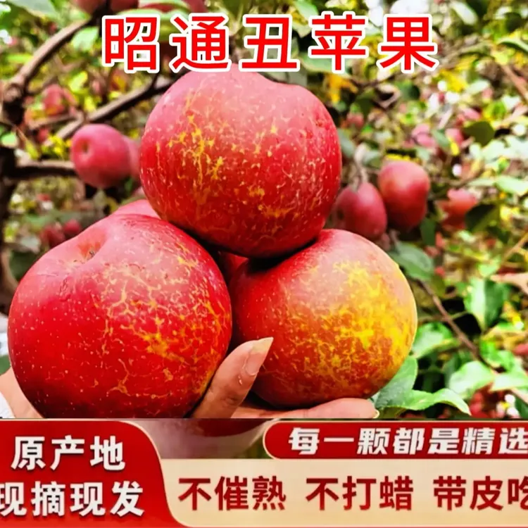 [现摘现发]云南昭通冰糖心丑苹果正宗当季新鲜脆甜多汁应季水果