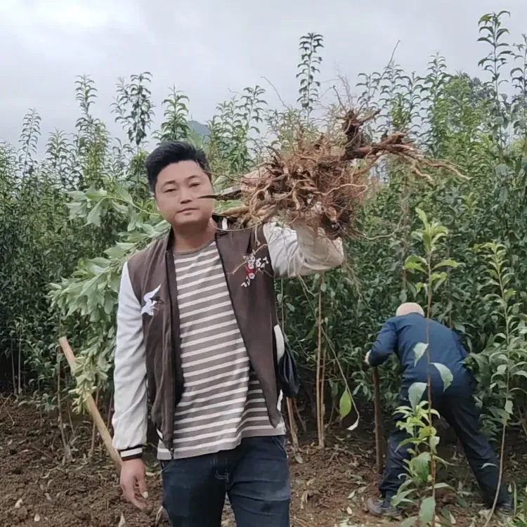 贵州正宗安顺六马蜂糖李子树苗盆栽地栽原产地直发