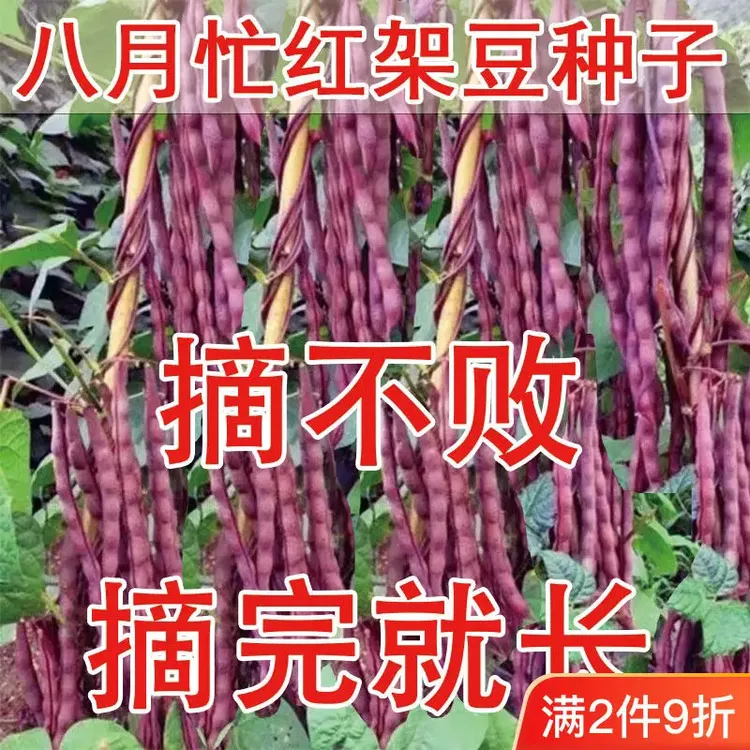 八月忙豆角种子冻死鬼耐寒耐热高产无筋四季豆田园庭院盆栽种豆角