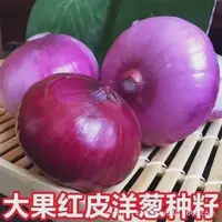 【五袋包邮】红皮洋葱原种洋葱种子秋冬季蔬菜种子外皮