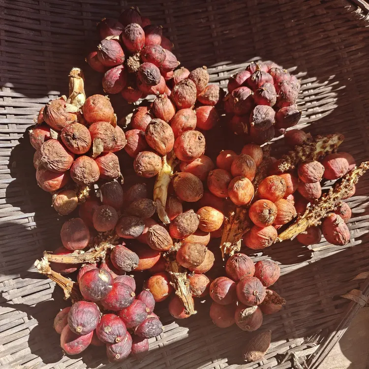 边境小徐主播亲挖亲选深山草果