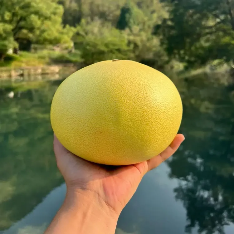 正宗玉环老树文旦柚新鲜台州白心蜜柚产地直发孕妇水果水嫩多汁