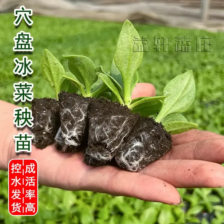 正宗冰菜苗秧大苗带土冰菜苗幼苗自带冰晶菜冰草苗秧阳台四季