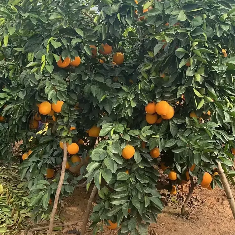 江西赣南脐橙现摘现发香甜多汁新鲜应季水果产地包邮