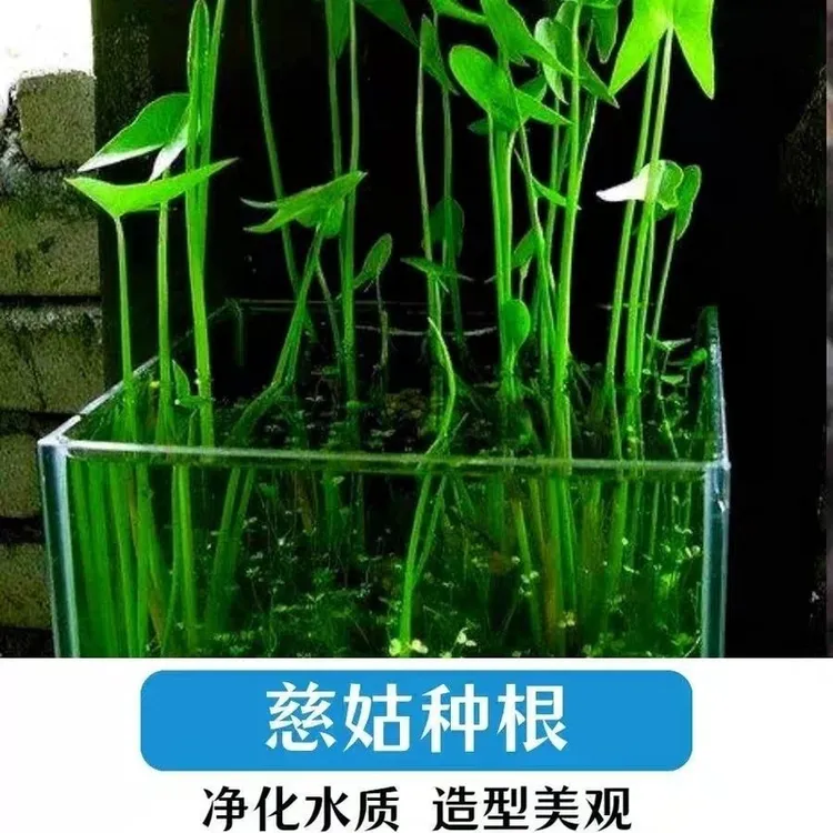 水生植物慈姑种球慈姑草茨菇苗花卉燕尾草鱼缸水培种植水生花卉