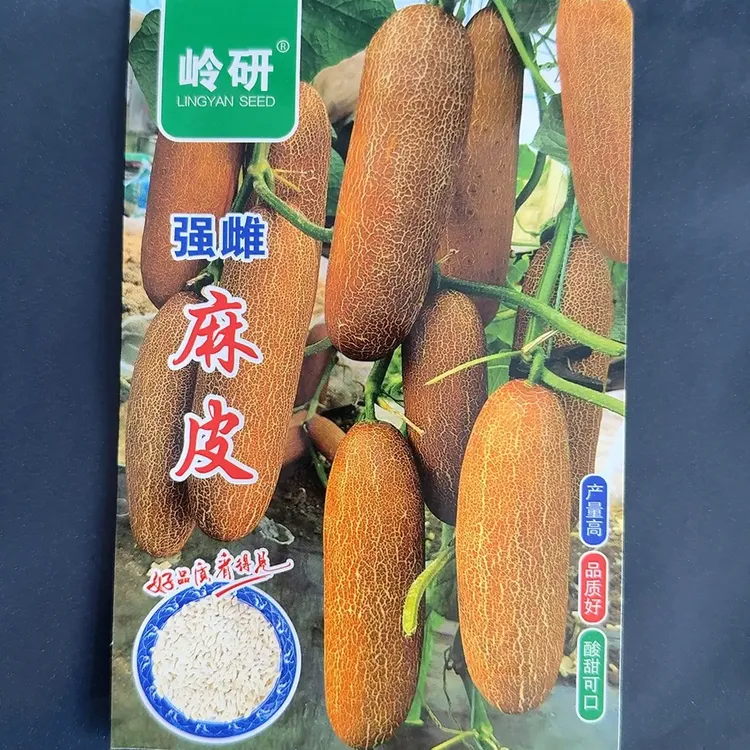 强雌麻皮老黄瓜种子50粒一袋结的多长的大搭架种植