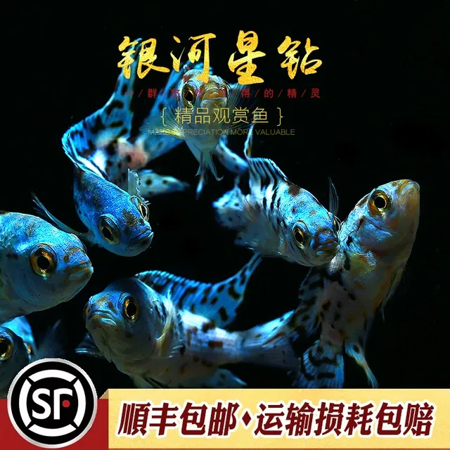 银河星钻短鲷三湖慈鲷美洲慈鲷鱼热带观赏鱼活体珍珠豹新手易养鱼