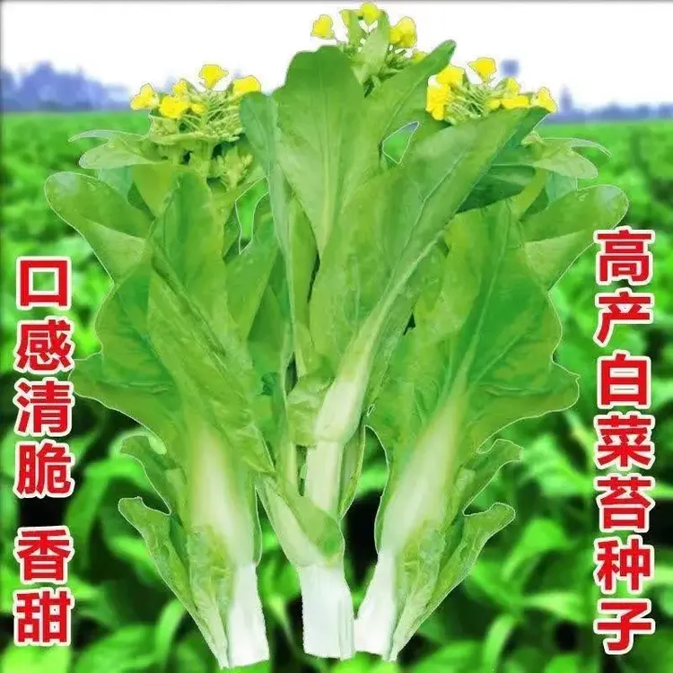 白菜苔种子阳台专用四季庭院种植脆嫩可口蔬菜小白菜种子