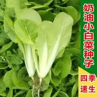 四季奶油小白菜种子甜菜苔菜园小青菜春夏季耐热家庭蔬菜种子