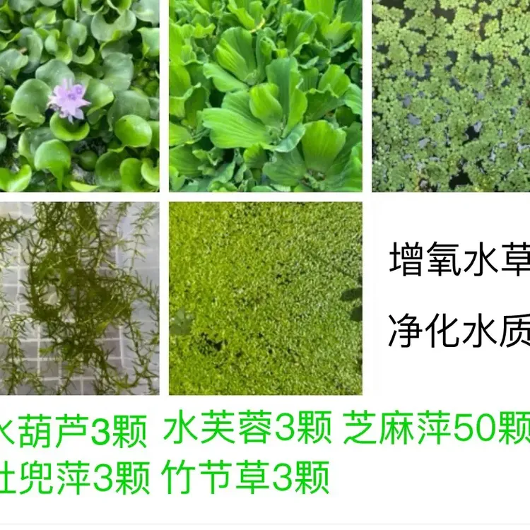 水芙蓉浮萍水草用于鱼缸池塘水培造景净化水质