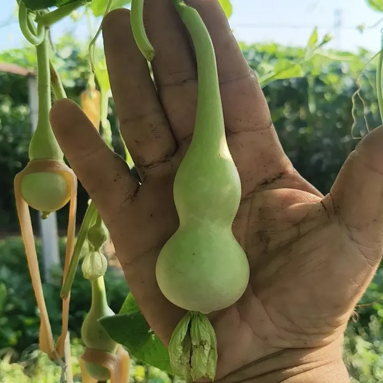 长嘴本捻种子，提纯兑花种子，包纯度