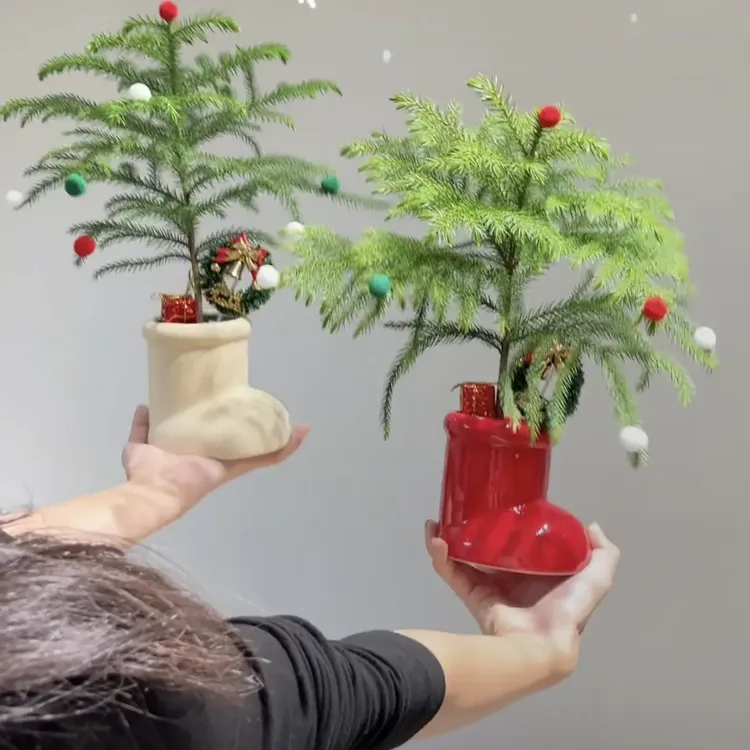 红色圣诞鞋子盆搭配南洋杉及配件适合节日装饰的室内绿植