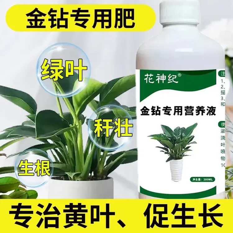 大叶金钻营养液专用红钻绿公主水培植物室内盆栽绿植有机液体肥料