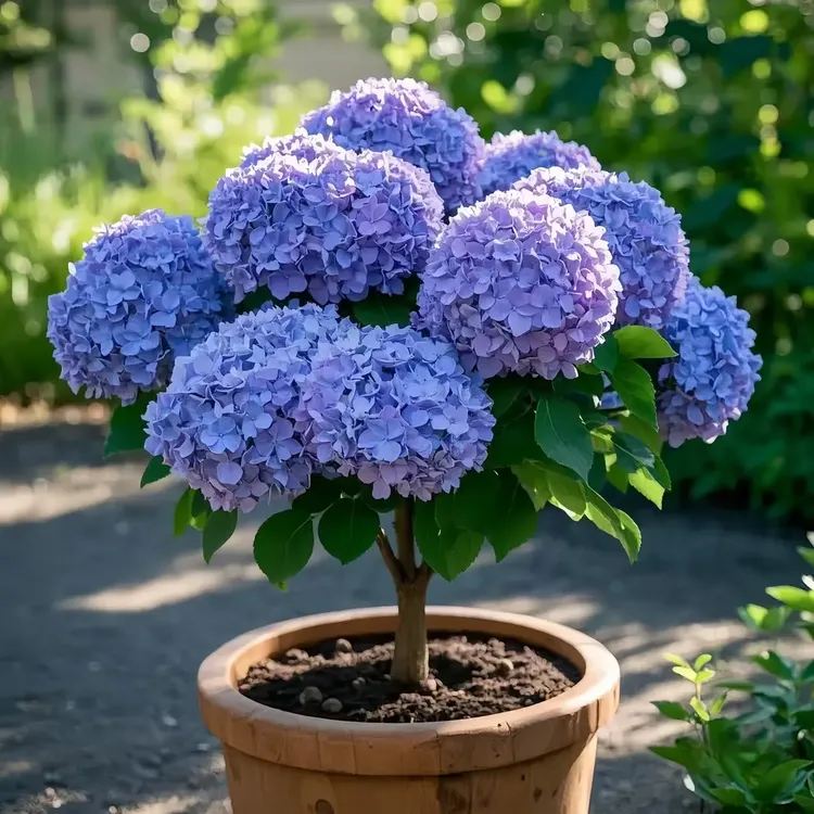 庭院耐寒耐热绿植绣球花苗庭院地栽盆栽浓香型绣球花驱蚊驱虫好养