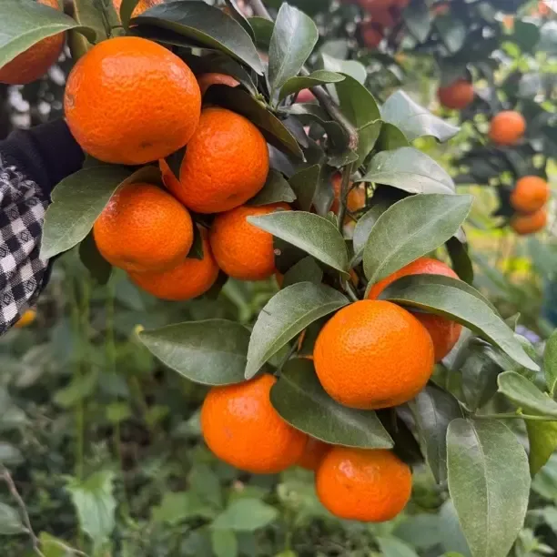 【正宗沙糖桔】新鲜广西砂糖橘 优质砂糖桔皮薄多汁10斤（带箱10斤）