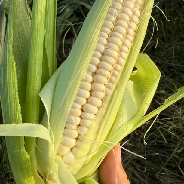 现摘当季甜糯玉米棒新鲜批发露天玉米糯玉米种植